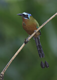 Image. Trinidad Motmot