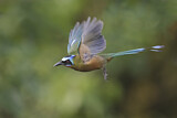 Image. Trinidad Motmot