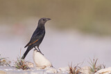 Image. Tristram's Starling