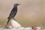 Image. Tristram's Starling