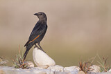 Image. Tristram's Starling