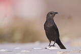 Image. Tristram's Starling