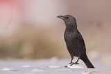 Image. Tristram's Starling