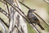 Image. Tristram's Starling