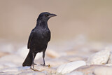 Image. Tristram's Starling