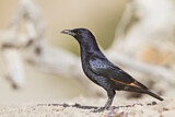 Image. Tristram's Starling