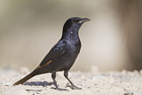 Image. Tristram's Starling