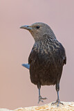 Image. Tristram's Starling