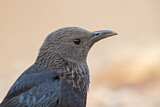 Image. Tristram's Starling
