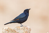 Image. Tristram's Starling