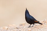 Image. Tristram's Starling