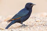 Image. Tristram's Starling