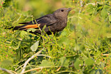 Image. Tristram's Starling