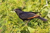 Image. Tristram's Starling