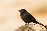Image. Tristram's Starling