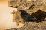 Image. Tristram's Starling