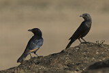 Image. Tristram's Starling
