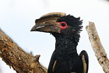 Image. Trompeterhornvogel