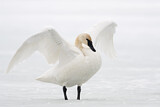 Image. Trompeterschwan