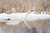 Image. Trompeterschwan