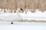 Image. Trompeterschwan