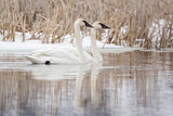 Image. Trompeterschwan