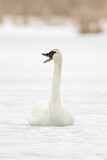 Image. Trompeterschwan