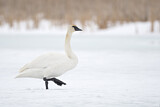 Image. Trompeterschwan
