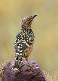 Image. Tropfenlaubenvogel