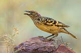 Image. Tropfenlaubenvogel