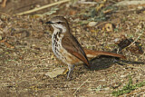 Image. Tropfenrötel