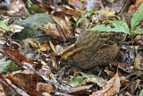Image. Tropfenwachtel