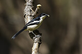 Image. Tropical Boubou