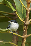 Image. Tropical Gnatcatcher