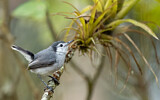 Image. Tropical Gnatcatcher
