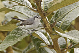 Image. Tropical Gnatcatcher