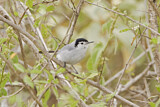 Image. Tropical Gnatcatcher