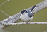 Image. Tropical Gnatcatcher
