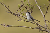 Image. Tropical Gnatcatcher