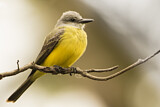 Image. Tropical Kingbird