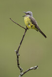Image. Tropical Kingbird