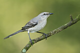 Image. Tropical Mockingbird 