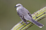 Image. Tropical Mockingbird 