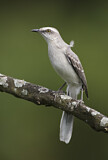 Image. Tropical Mockingbird 