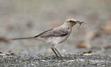 Image. Tropical Mockingbird 
