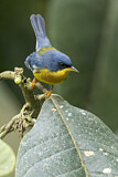 Image. Tropical Parula