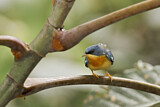 Image. Tropical Parula