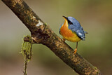 Image. Tropical Parula