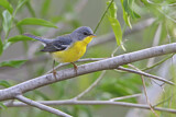 Image. Tropical Parula