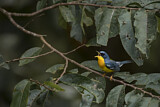 Image. Tropical Parula